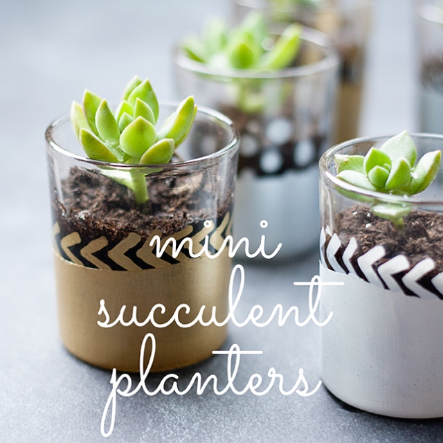 mini-succulent-planter-diy